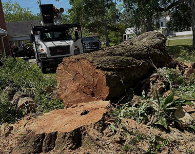 Tree Removal