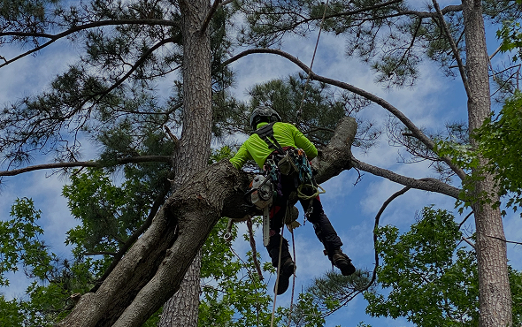 Tree pruning Tree pruning