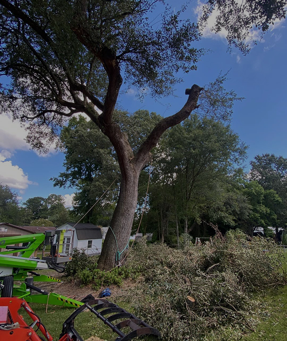How we Handle Tree Removal How we Handle Tree Removal