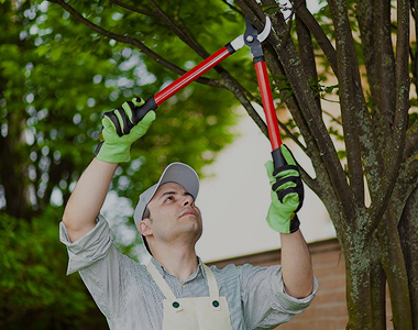 Pruning Tree