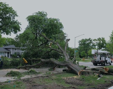 Emergency Tree Removal